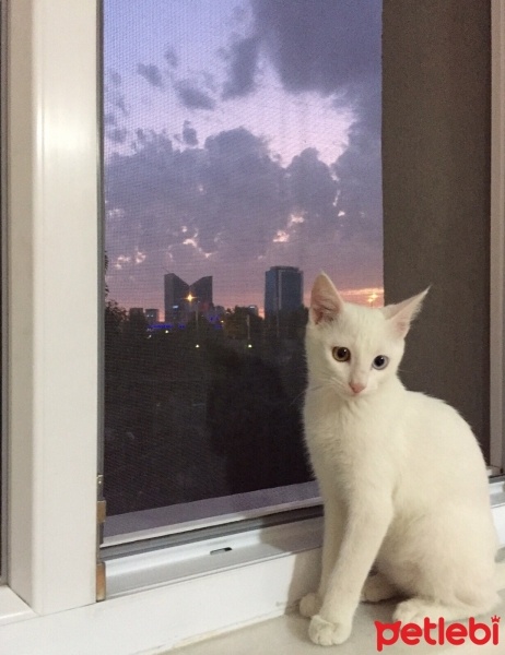 Van Kedisi, Kedi  Hureyre  fotoğrafı