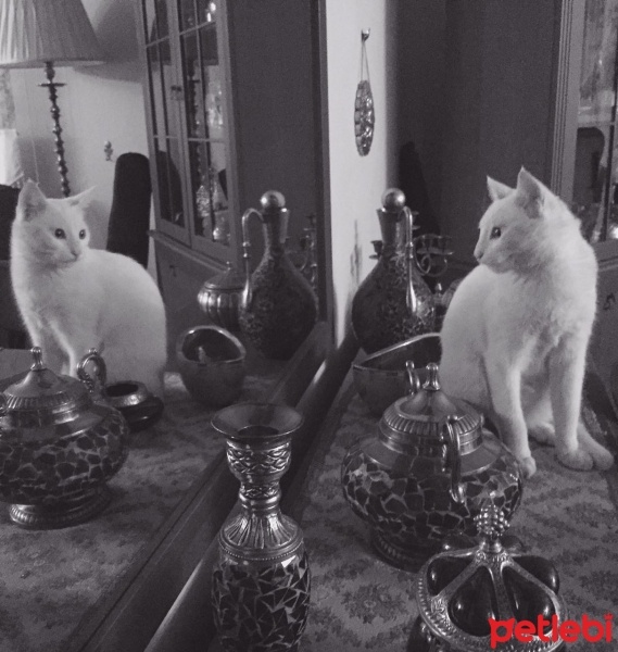 Van Kedisi, Kedi  Hureyre  fotoğrafı