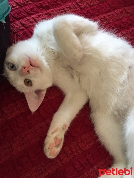 Van Kedisi, Kedi  Hureyre  fotoğrafı