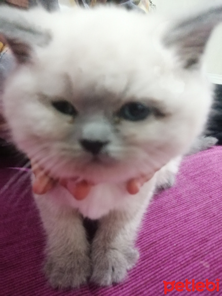 Scottish Fold, Kedi  Bobbles fotoğrafı