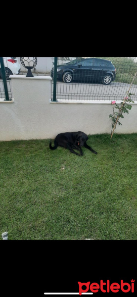 Labrador Retriever, Köpek  Paşa fotoğrafı