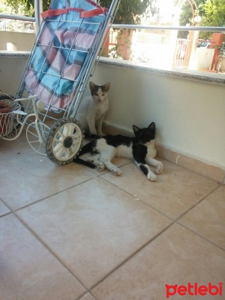 Brazilian Shorthair, Kedi  Crixus ve hera fotoğrafı