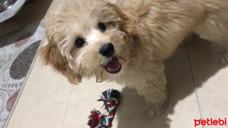 Maltese, Köpek  Astro fotoğrafı