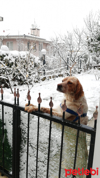 İngiliz Setter, Köpek  Cookie fotoğrafı