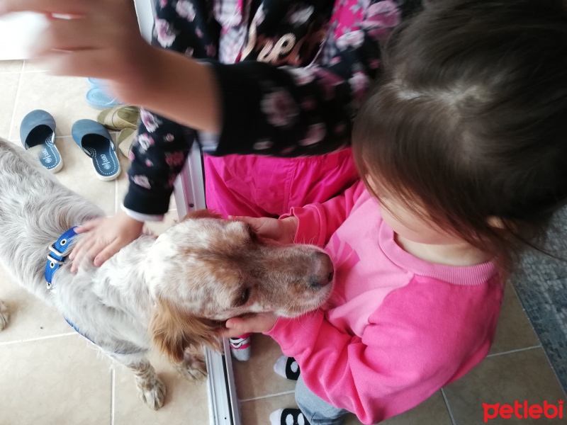 İngiliz Setter, Köpek  Cookie fotoğrafı