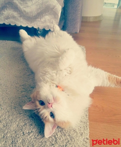 Tekir Kedi, Kedi  Kiki fotoğrafı