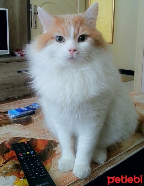 Tekir Kedi, Kedi  Kiki fotoğrafı