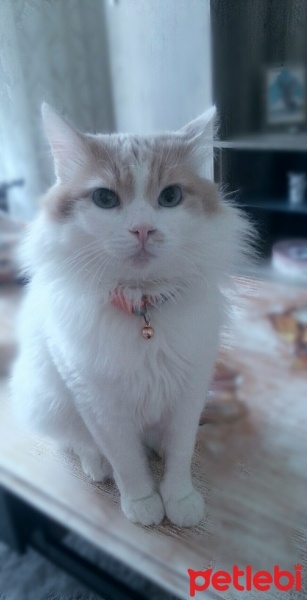 Tekir Kedi, Kedi  Kiki fotoğrafı