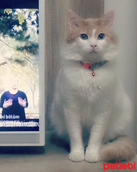 Tekir Kedi, Kedi  Kiki fotoğrafı