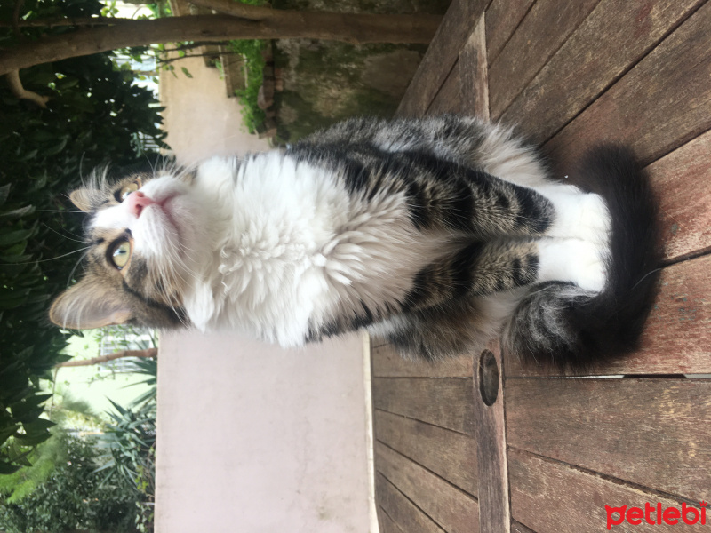 Tekir Kedi, Kedi  Gypsy fotoğrafı