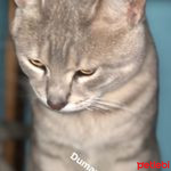 Tekir Kedi, Kedi  Duman fotoğrafı