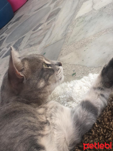 Tekir Kedi, Kedi  Duman fotoğrafı