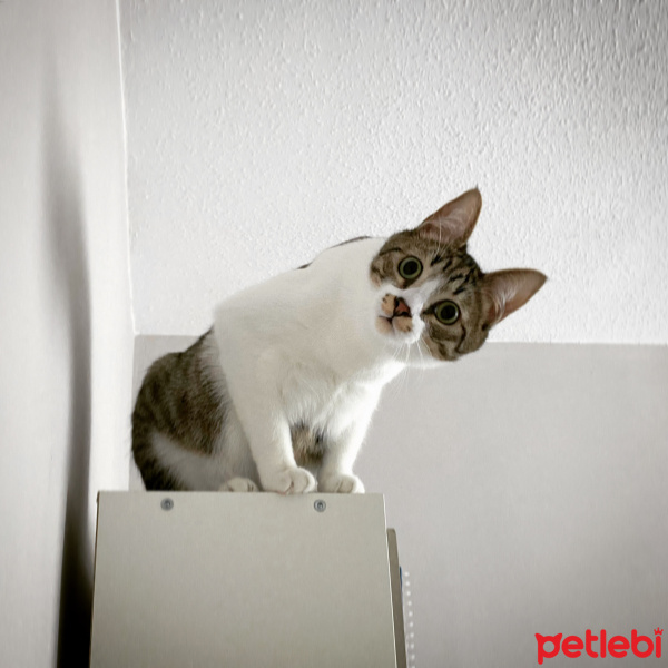 Tekir Kedi, Kedi  ARTE fotoğrafı