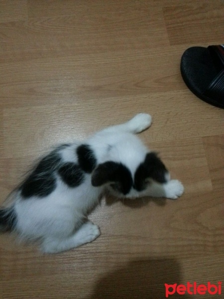 Abyssinian, Kedi  Pesto fotoğrafı