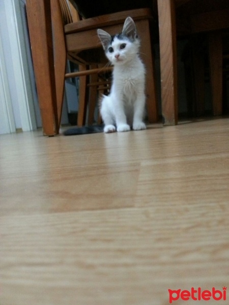 Abyssinian, Kedi  Pesto fotoğrafı