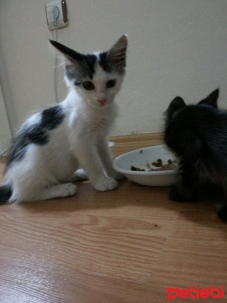 Abyssinian, Kedi  Pesto fotoğrafı