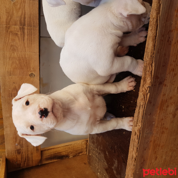 Dogo Arjantin, Köpek  Dogo fotoğrafı