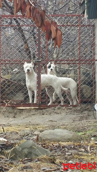 Dogo Arjantin, Köpek  Dogo fotoğrafı