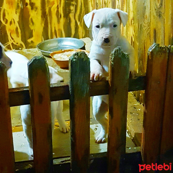 Dogo Arjantin, Köpek  Dogo fotoğrafı