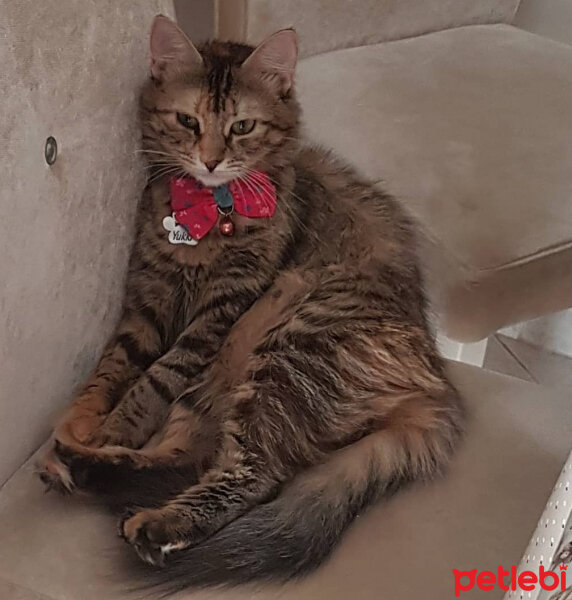 Tekir Kedi, Kedi  Yukki fotoğrafı