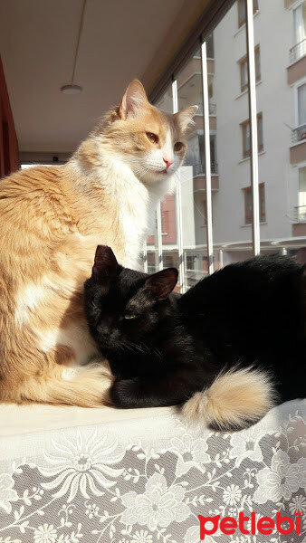 Bombay, Kedi  Zeytin fotoğrafı