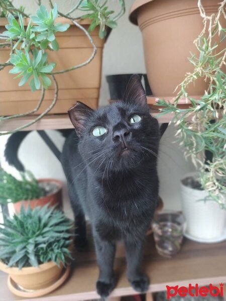 Bombay, Kedi  Zeytin fotoğrafı