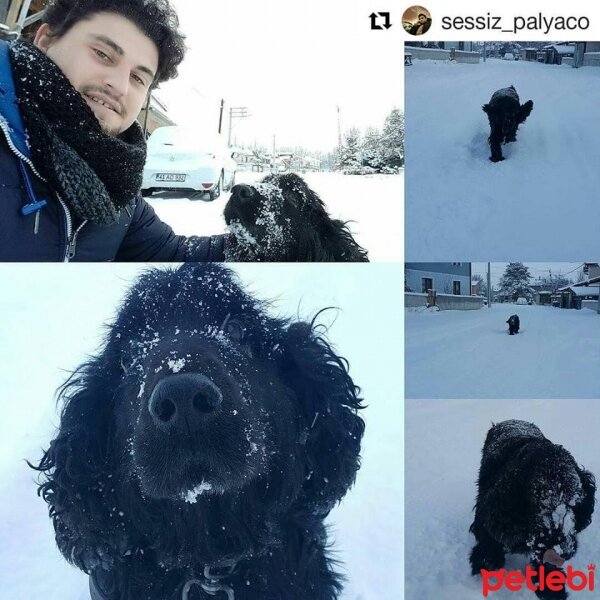 İngiliz Cocker Spaniel, Köpek  ZEYTİN fotoğrafı