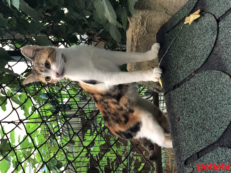 Tekir Kedi, Kedi  Kızım fotoğrafı