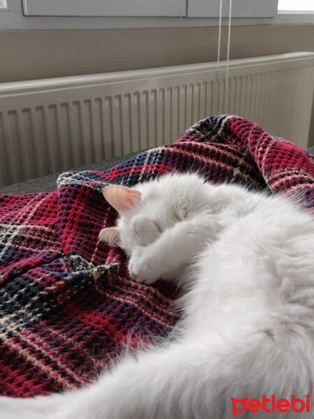 Ankara Kedisi, Kedi  Casper fotoğrafı