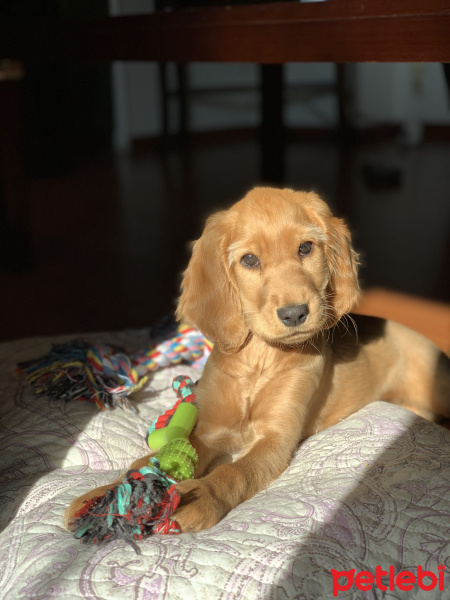 Amerikan Cocker Spaniel, Köpek  karamel fotoğrafı