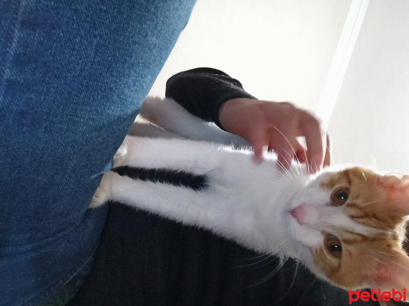 Tekir Kedi, Kedi  Tarcin fotoğrafı