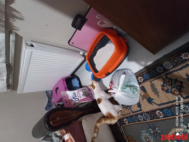 Tekir Kedi, Kedi  Tarcin fotoğrafı