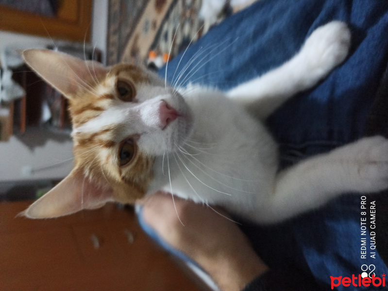 Tekir Kedi, Kedi  Tarcin fotoğrafı