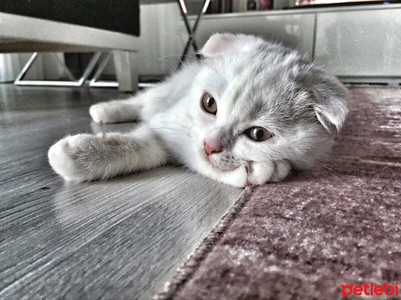 Scottish Fold, Kedi  Lily fotoğrafı