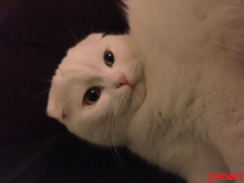 Scottish Fold, Kedi  Lily fotoğrafı