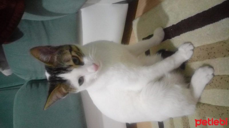 Tekir Kedi, Kedi  Sütlaç fotoğrafı