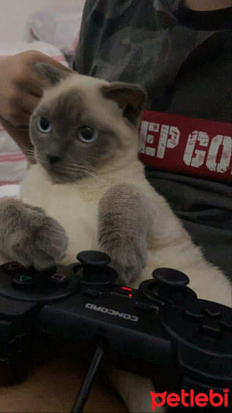 Siyam Kedisi, Kedi  Money fotoğrafı