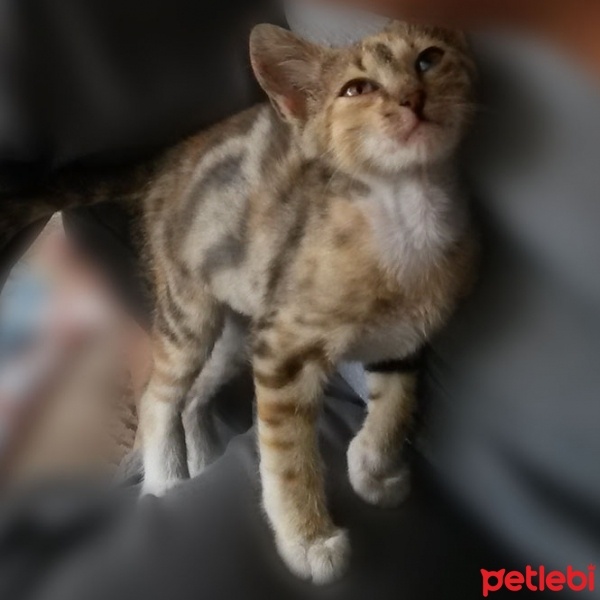 Soke, Kedi  Ceviz fotoğrafı