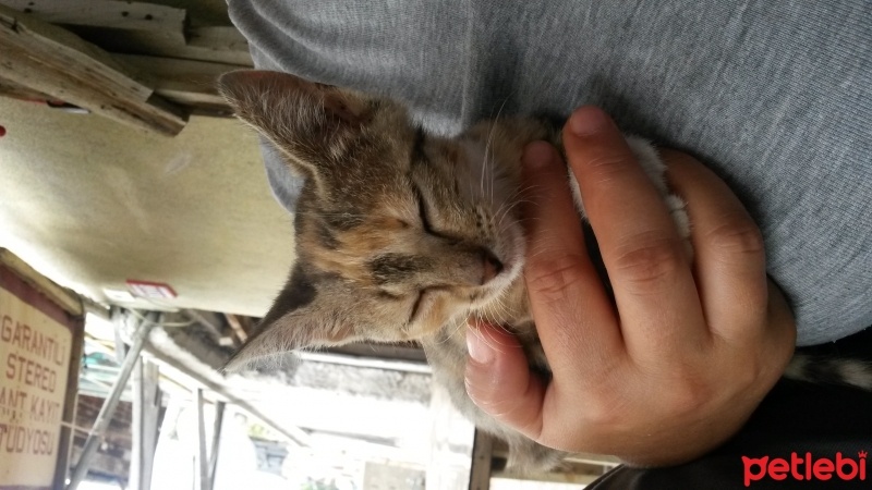 Soke, Kedi  Ceviz fotoğrafı