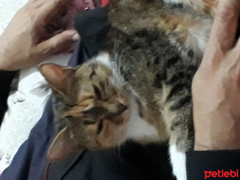 Soke, Kedi  Ceviz fotoğrafı