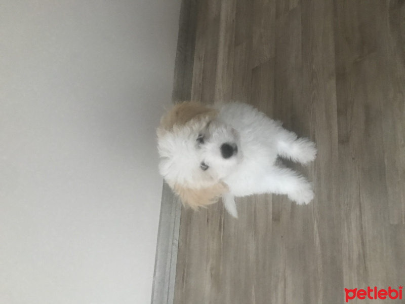 Maltese, Köpek  Pamuk fotoğrafı