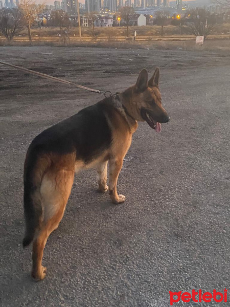 Alman Çoban Köpeği, Köpek  Boğaç fotoğrafı