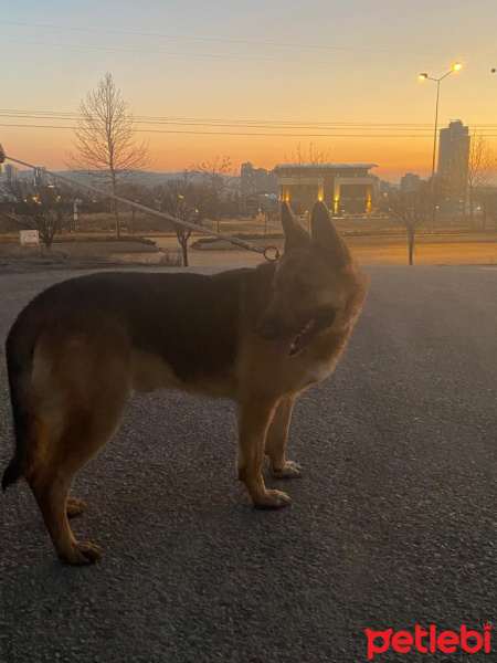Alman Çoban Köpeği, Köpek  Boğaç fotoğrafı