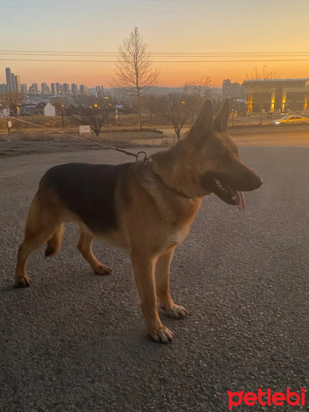 Alman Çoban Köpeği, Köpek  Boğaç fotoğrafı