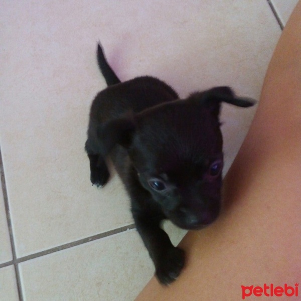 Chihuahua, Köpek  yok fotoğrafı