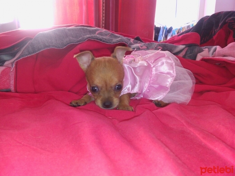 Chihuahua, Köpek  yok fotoğrafı