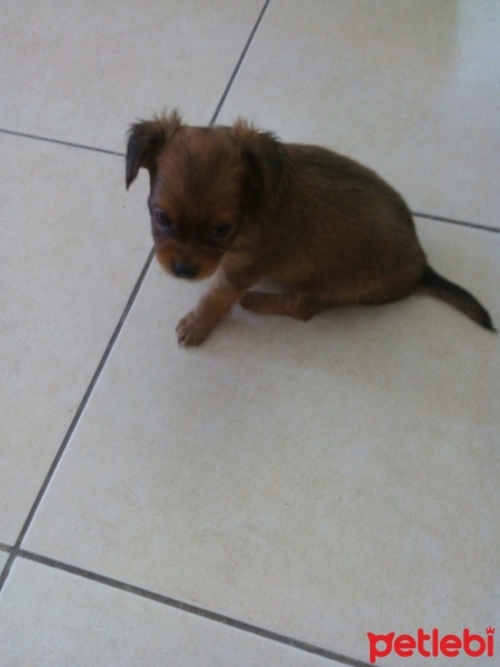 Chihuahua, Köpek  yok fotoğrafı