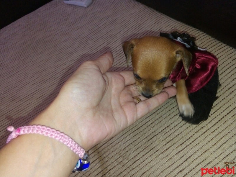 Chihuahua, Köpek  yok fotoğrafı