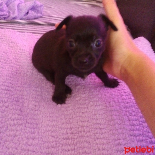 Chihuahua, Köpek  yok fotoğrafı