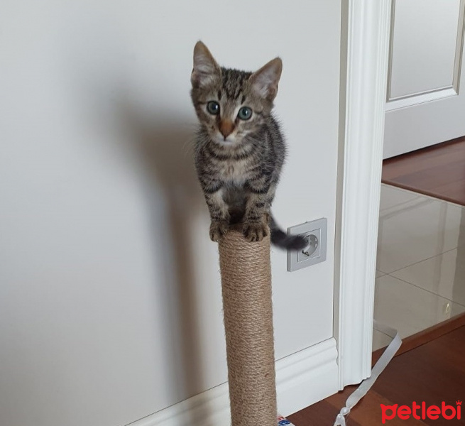 Tekir Kedi, Kedi  Minnoş fotoğrafı